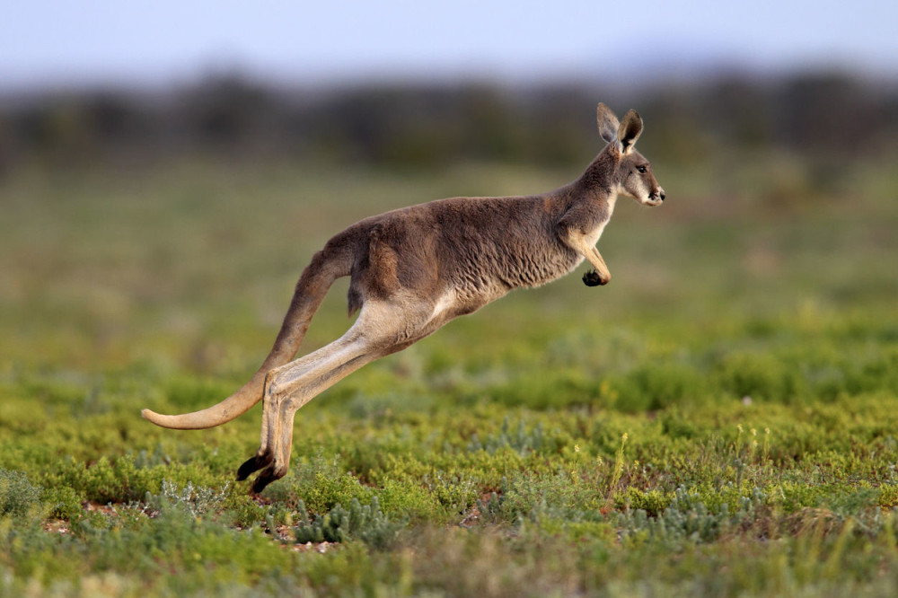 Beograd šalje Jagodini crvene kengure