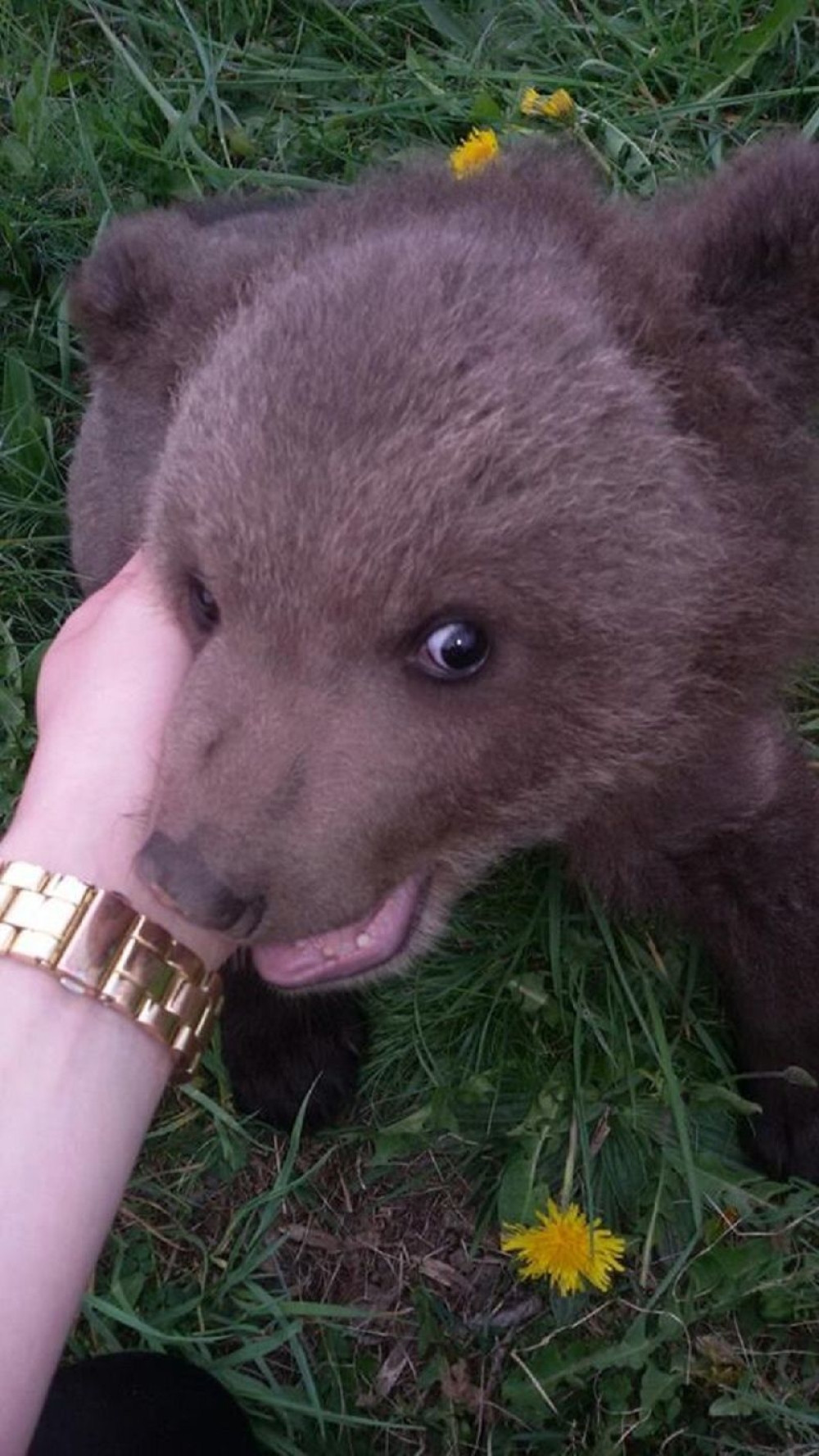 Devojka našla medvedića, on pošao za njom (FOTO)
