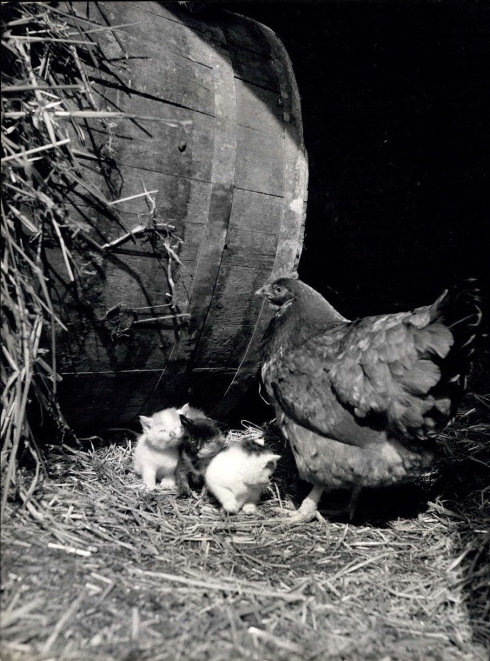 Maca čuva piliće, a koka pazi na njene mačiće