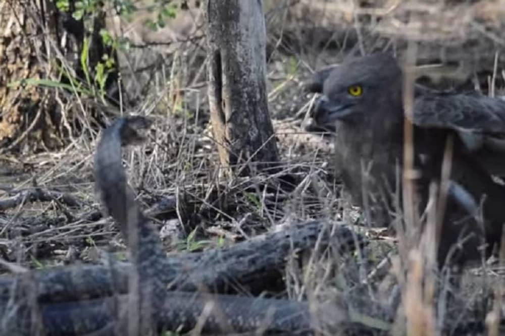 Ovako je orao hteo da smaže kobru! (VIDEO)