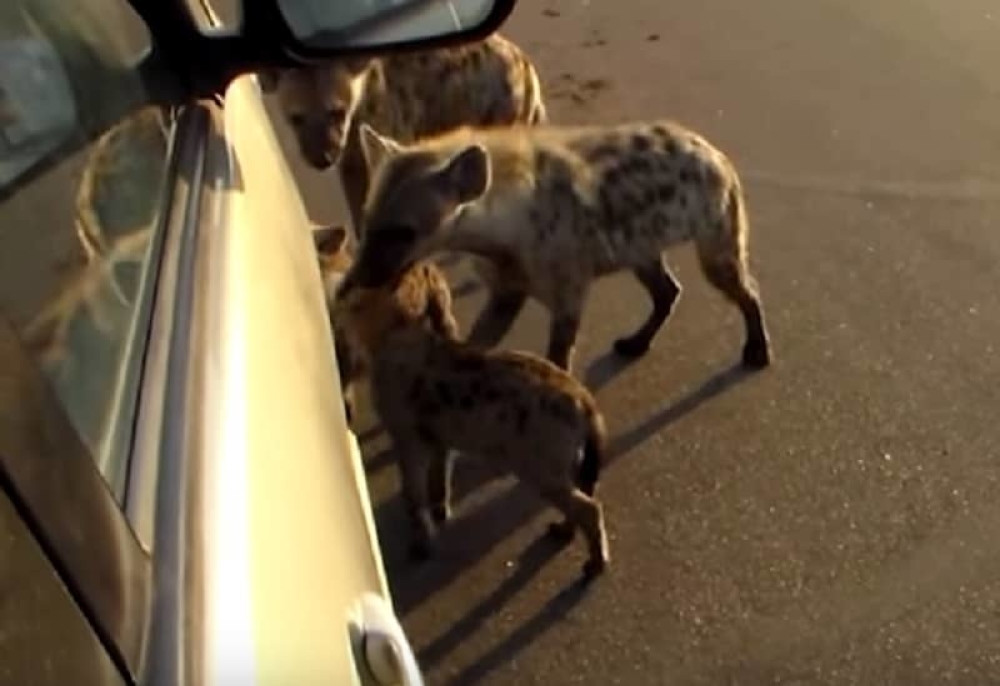 Hijene opkolile automobil sa ljudima (VIDEO)