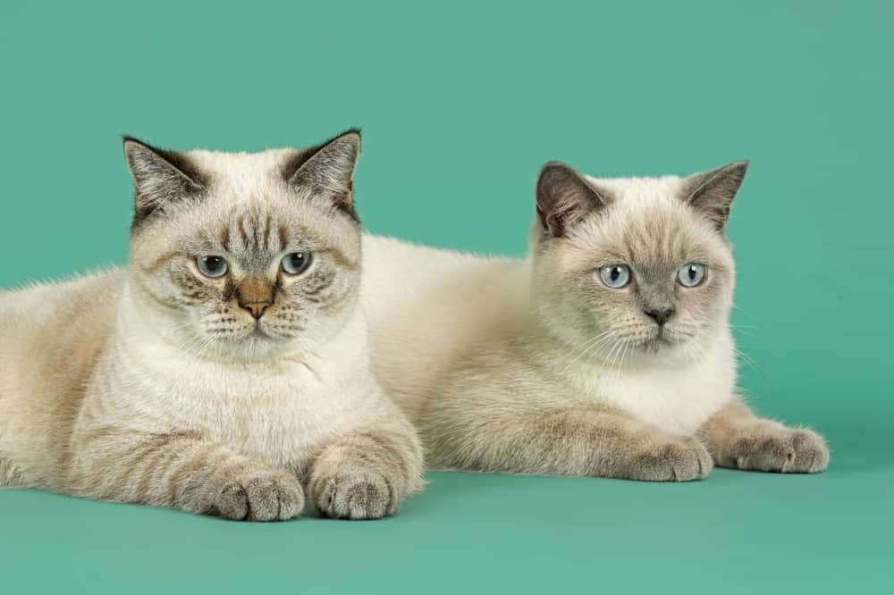 Evo kako da izračunate mačje godine