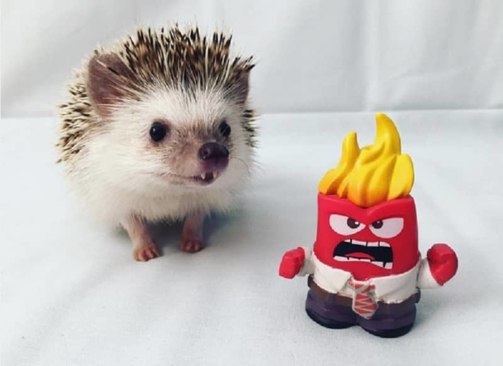 Jež "vampir" nova zvezda Instagrama