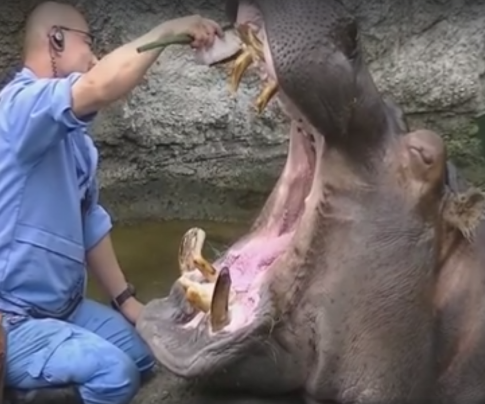 Ovako izgleda zubarski pregled nilskog konja (VIDEO)