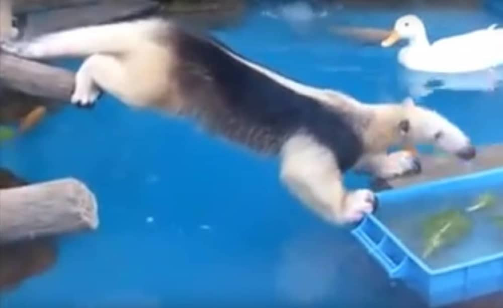 Tako to izgleda kada loše proceniš... (VIDEO)