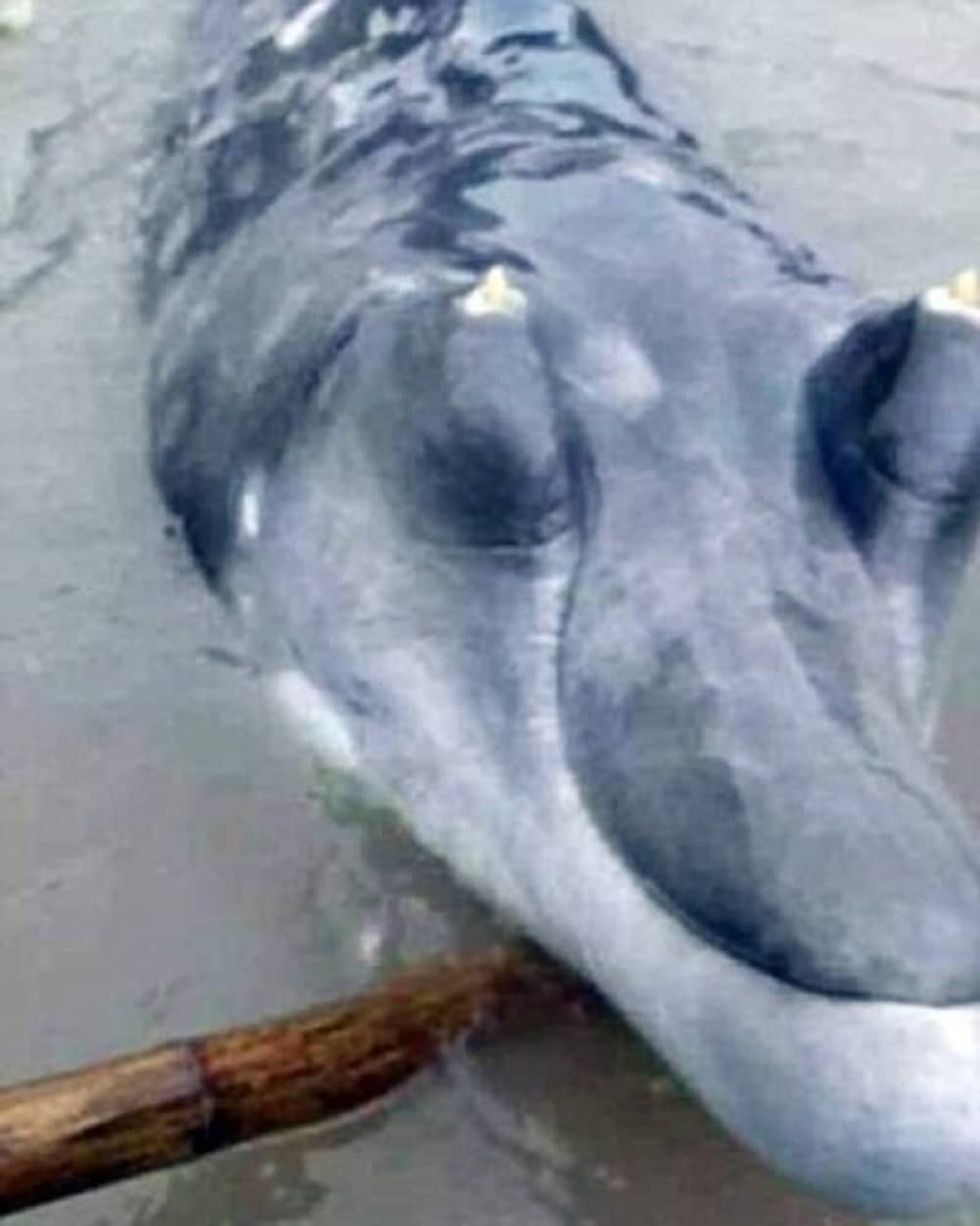 Ribari upecali morsku neman (VIDEO)