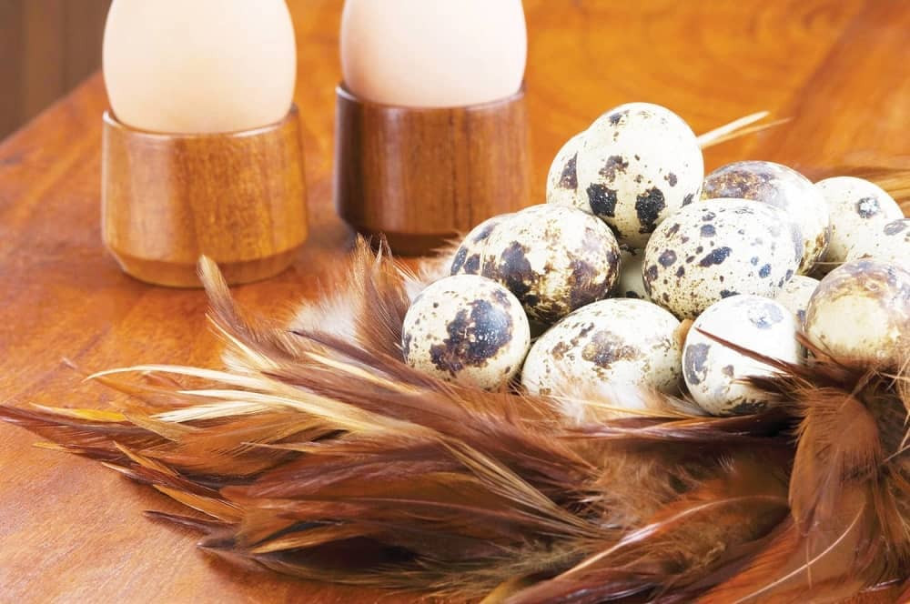 Kad čujete šta sve leče prepeličja jaja, odmah ćete ih kupiti!