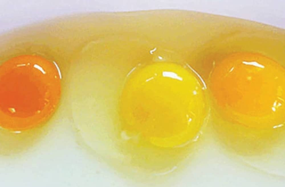 Koje je žumance organsko?