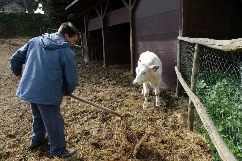 Razmažena krava (FOTO+VIDEO)