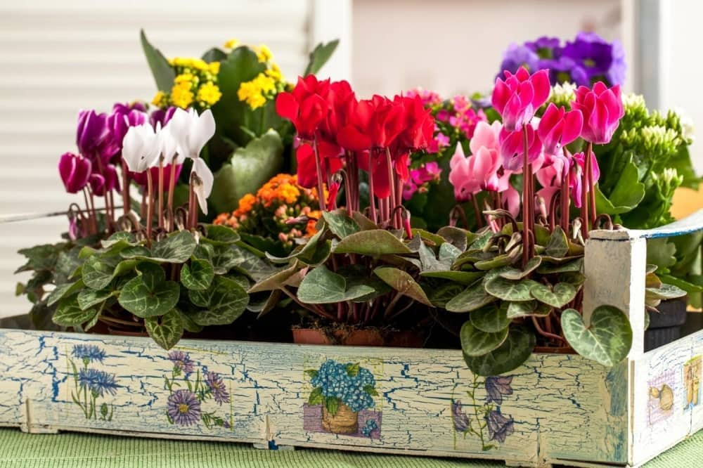 Napravite predivni cvetni aranžman