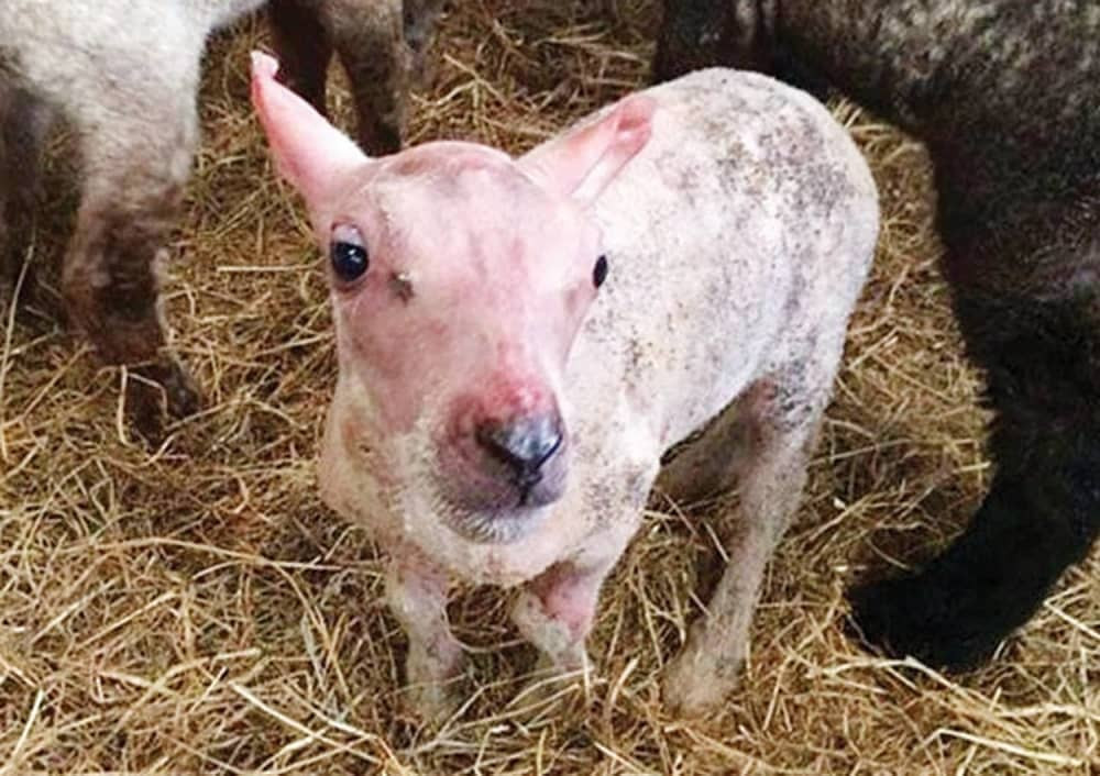 Golo jagnje stiglo na svet!