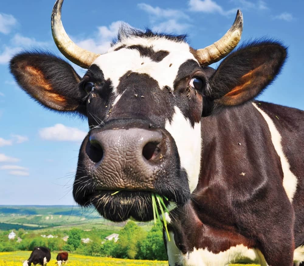 Krava iskočila iz kamiona, slomila ruku radniku i otplivala do slobode (FOTO)