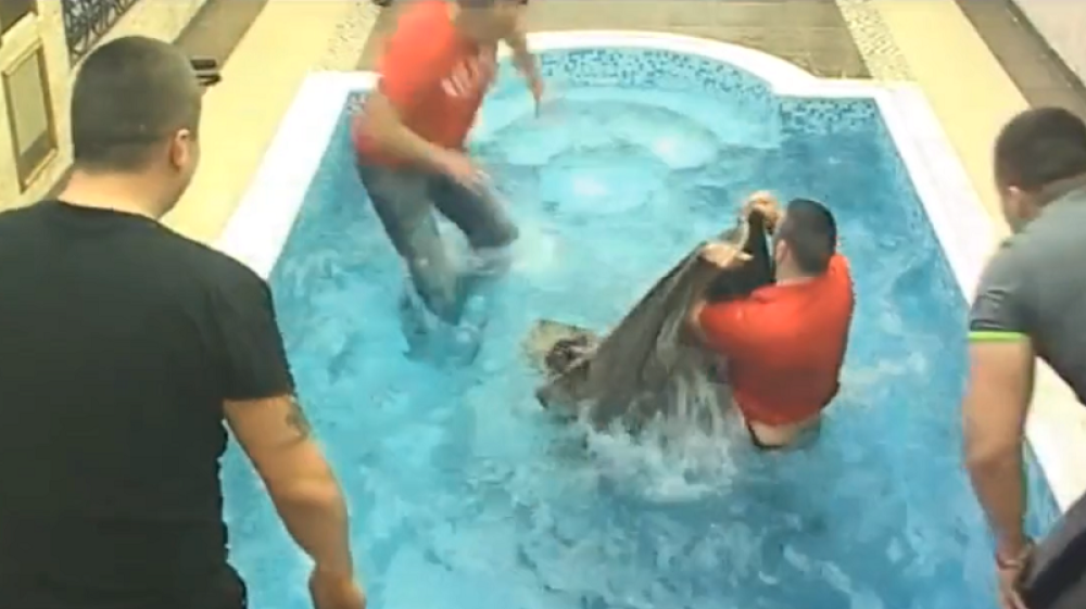 Zmaj se umalo udavio u bazenu (VIDEO)