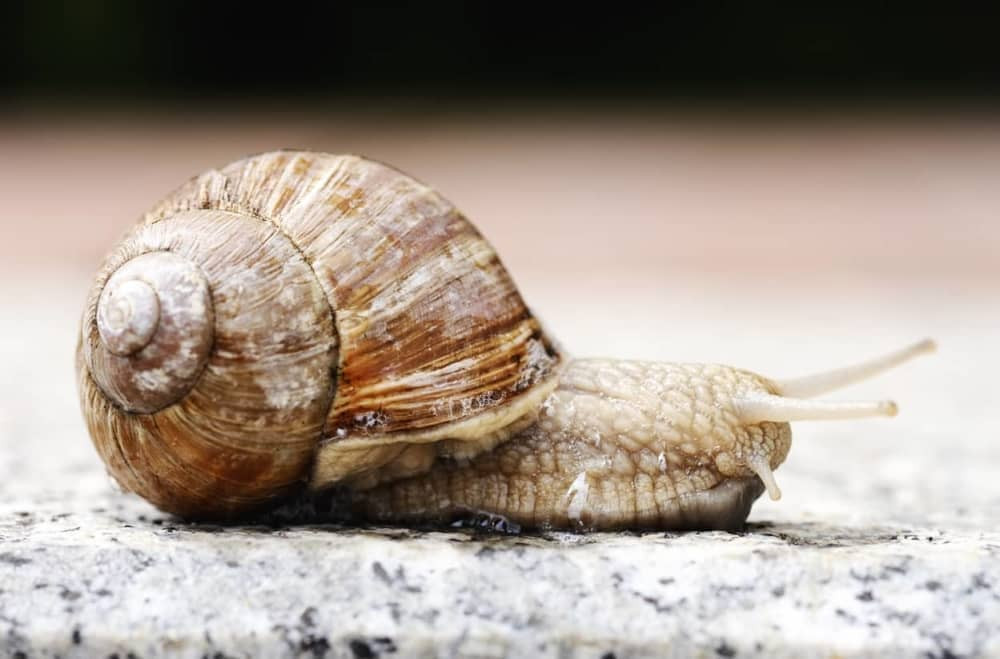 Organizovali trku puževa