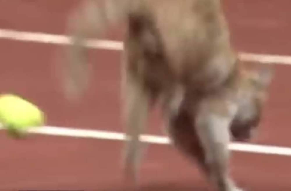 Mačka uletela na teren, Delbonis je pogodio lopticom (VIDEO)