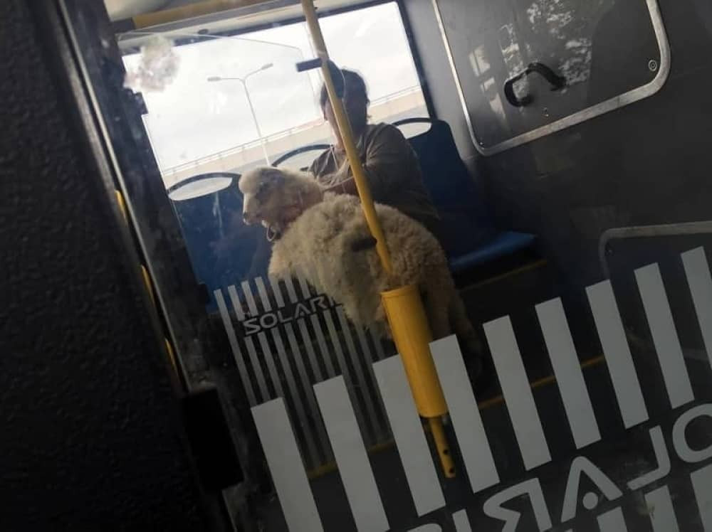 Ovca u gradskom prevozu! (FOTO)