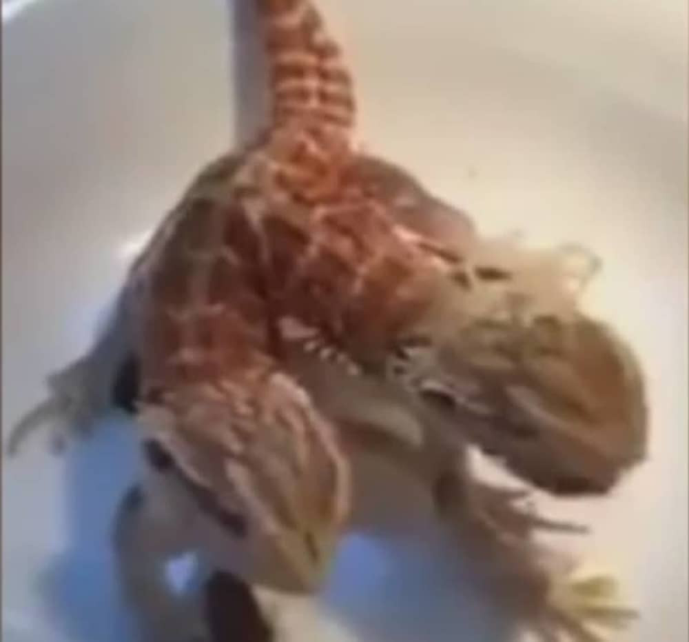 Dvoglavi gušter se bacio na proždiranje buba! (VIDEO)