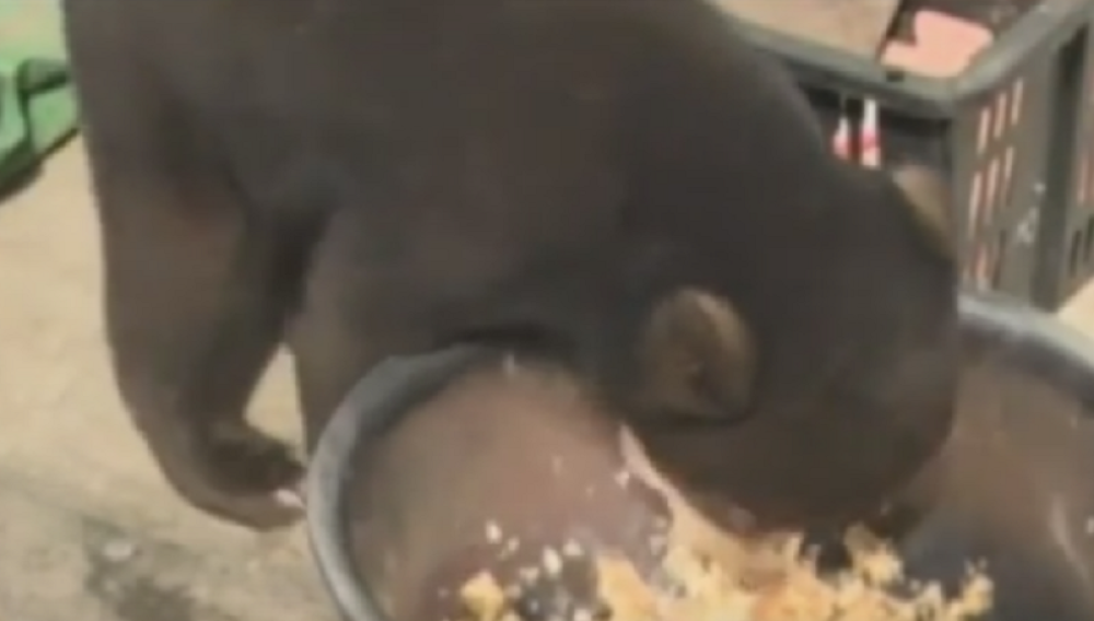 Usvojio mladunče medveda misleći da je pas (VIDEO)