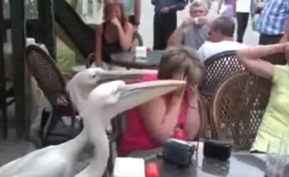 Pelikani napali ženu u restoranu (VIDEO)