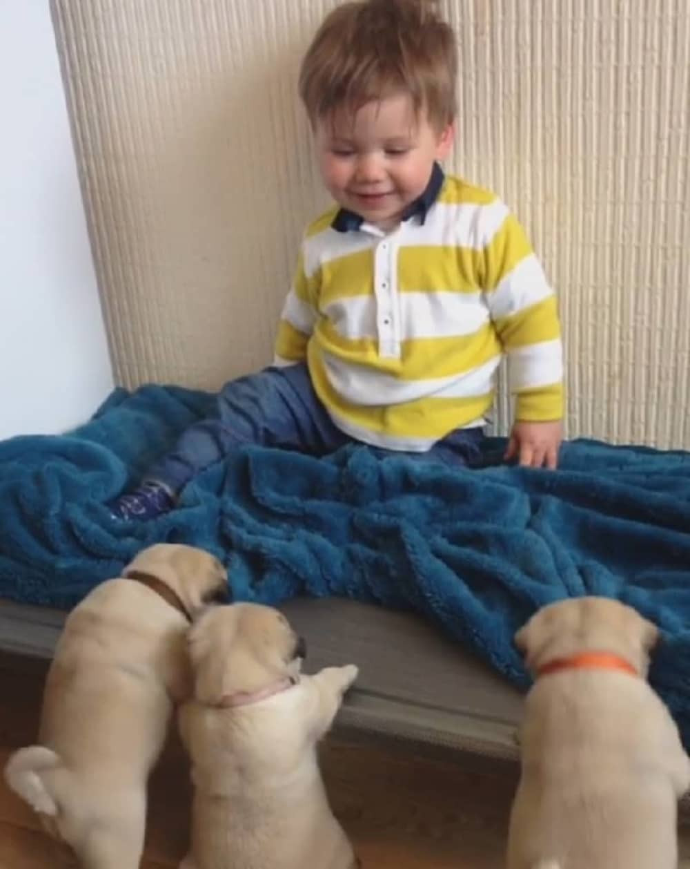 Bebac ne može da se odbrani od štenaca (VIDEO)