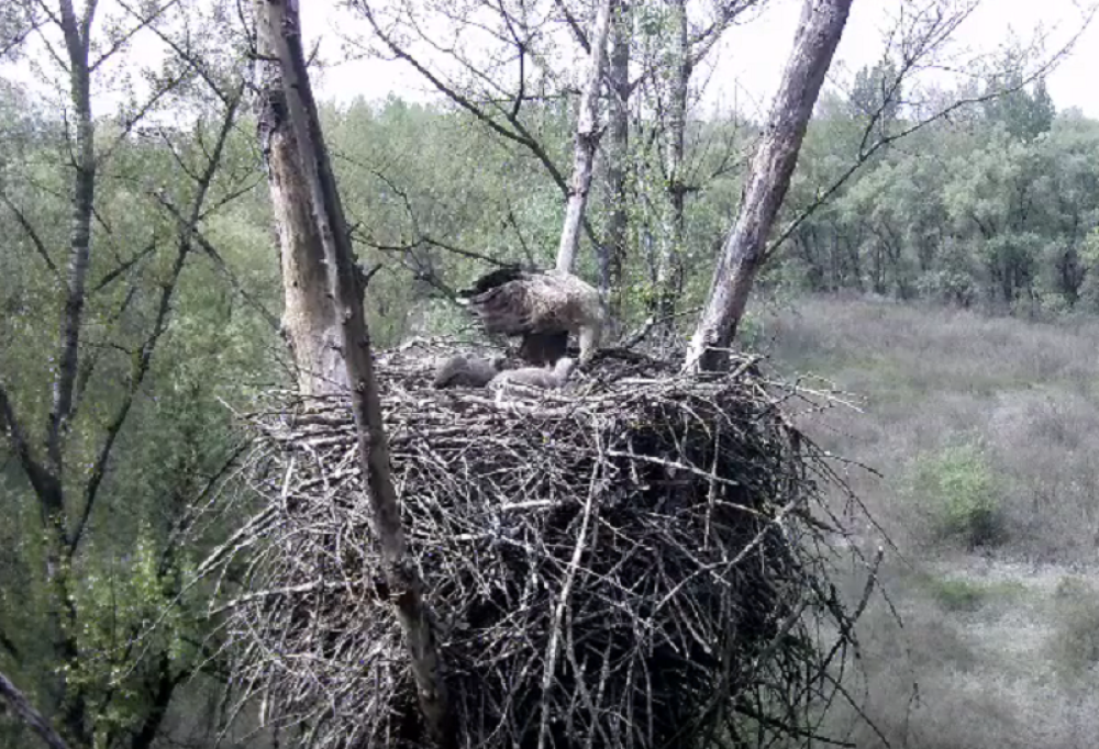 Novo trovanje životinja, pronađeno 16 leševa