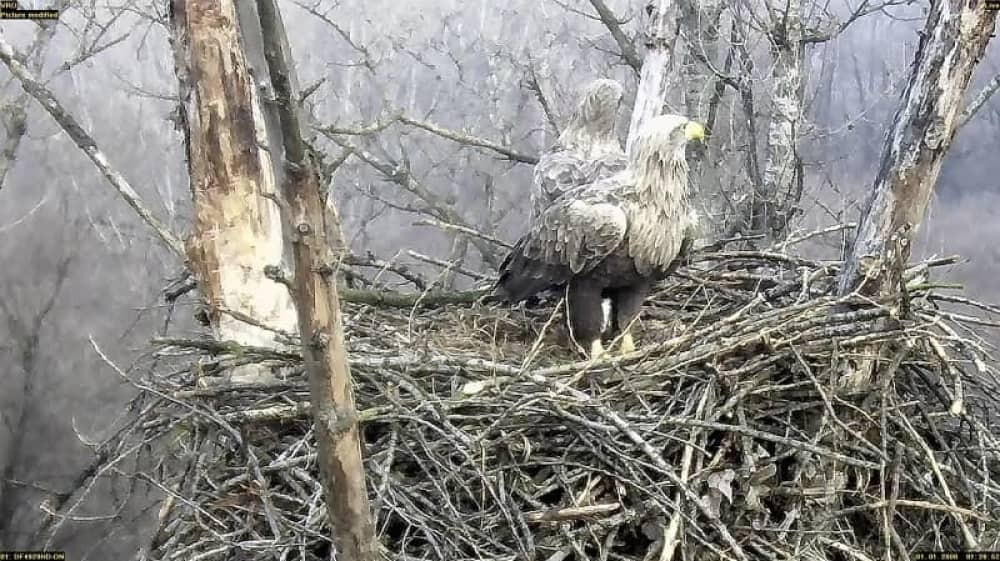 Zavirite u gnezdo orla belorepana (FOTO+VIDEO)