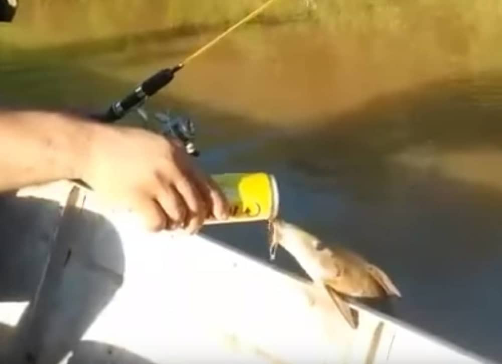 Riba se naslonila na čamac pa pila pivo (VIDEO)