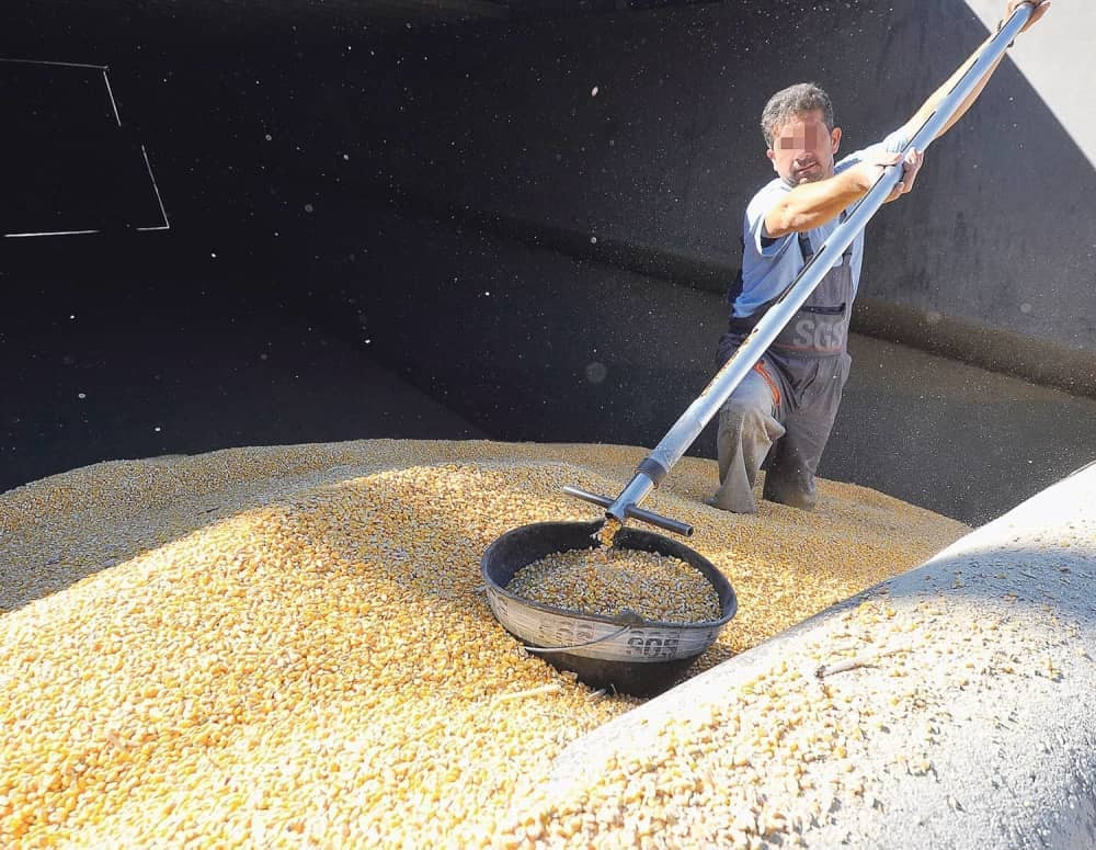 Komšije povlače naš kvaran kukuruz, sir i papriku!