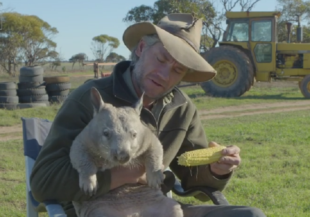Vombat pušta gasove dok ga hrane (VIDEO)