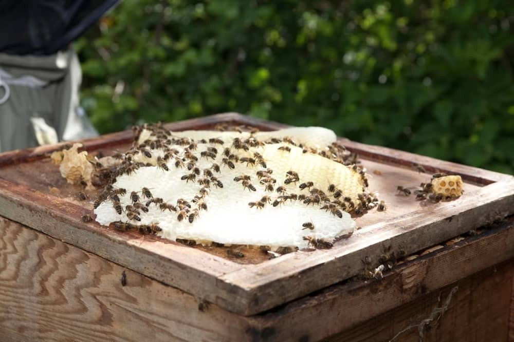 Potrovane pčele u Bačkoj Topoli