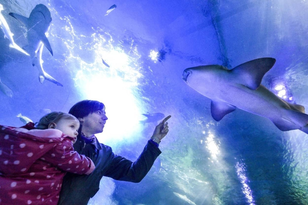 Nekada se plašio vode, a sada brine o ajkulama! (FOTO)