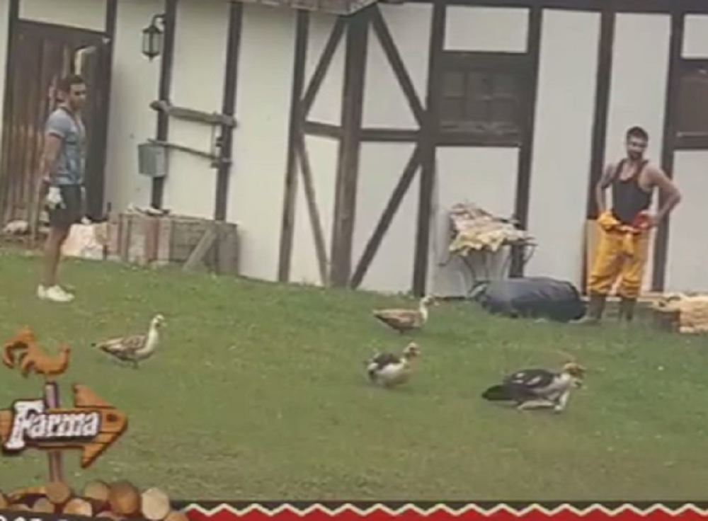 Na "Farmi" se pojavile gej patke! (VIDEO)