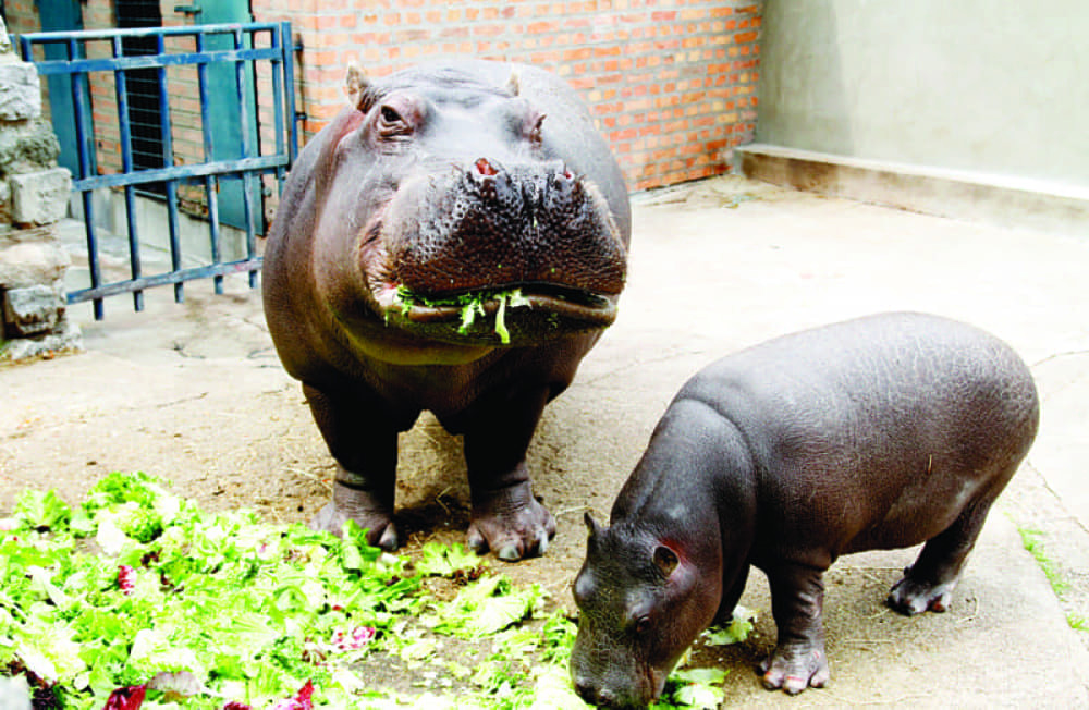 Julka baš uživa dok Nidža pati!