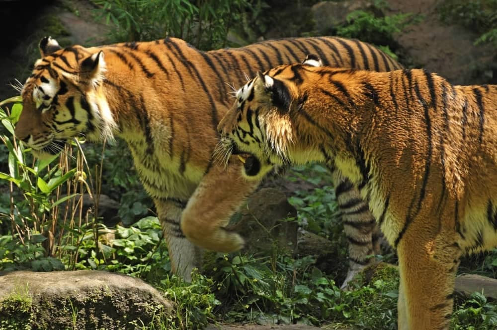 Budisti držali mrtve tigriće u zamrzivaču