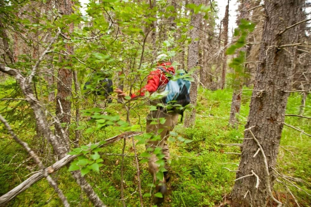 Naučnici naišli na divlji lezbijski seks u šumi