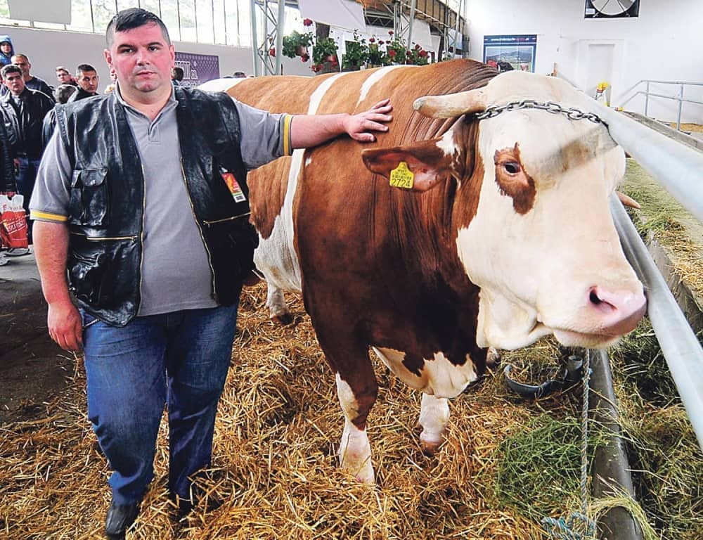 Bik Kokan težak 1.600 kg