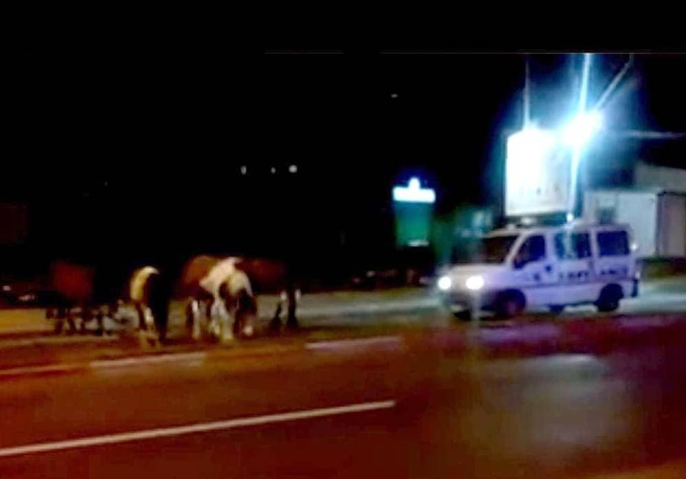 Konji zaustavili kola hitne pomoći (VIDEO)