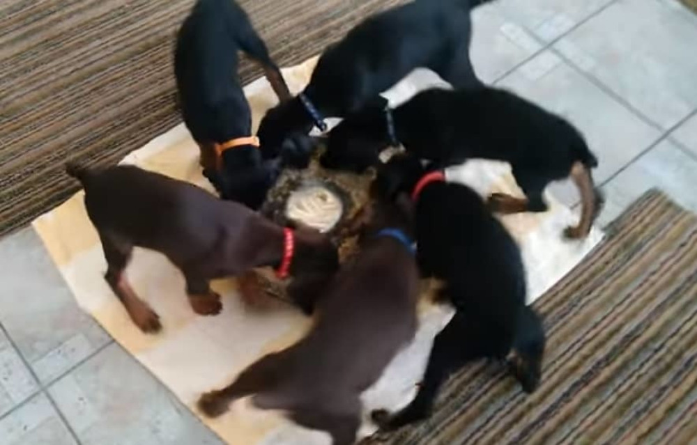 Vrištaćete od smeha kada vidite ove štence (VIDEO)