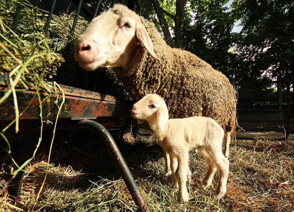 Beli Gruja šampion sajma!