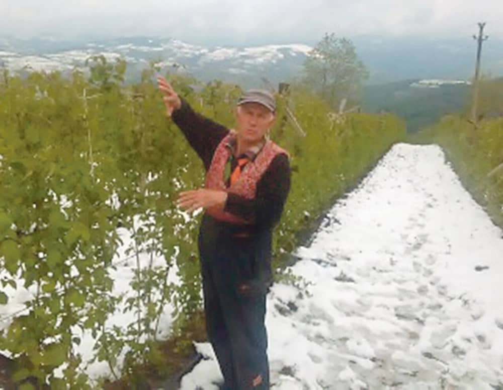 Srbija ostaje bez šljiva i krompira!