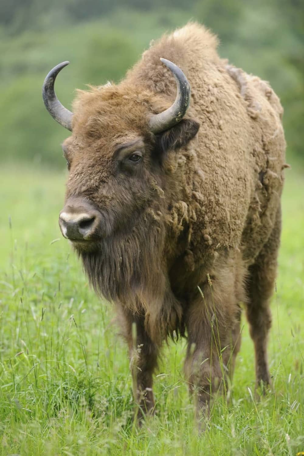 Prodaje bizona koji "ne ruši stvari po kući" (VIDEO)