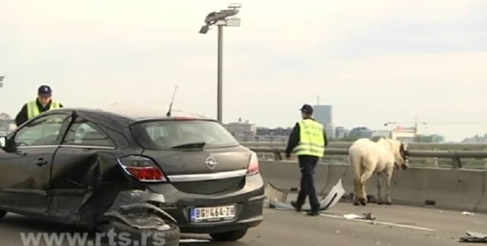 Automobili se zakucali u konjsku zapregu!