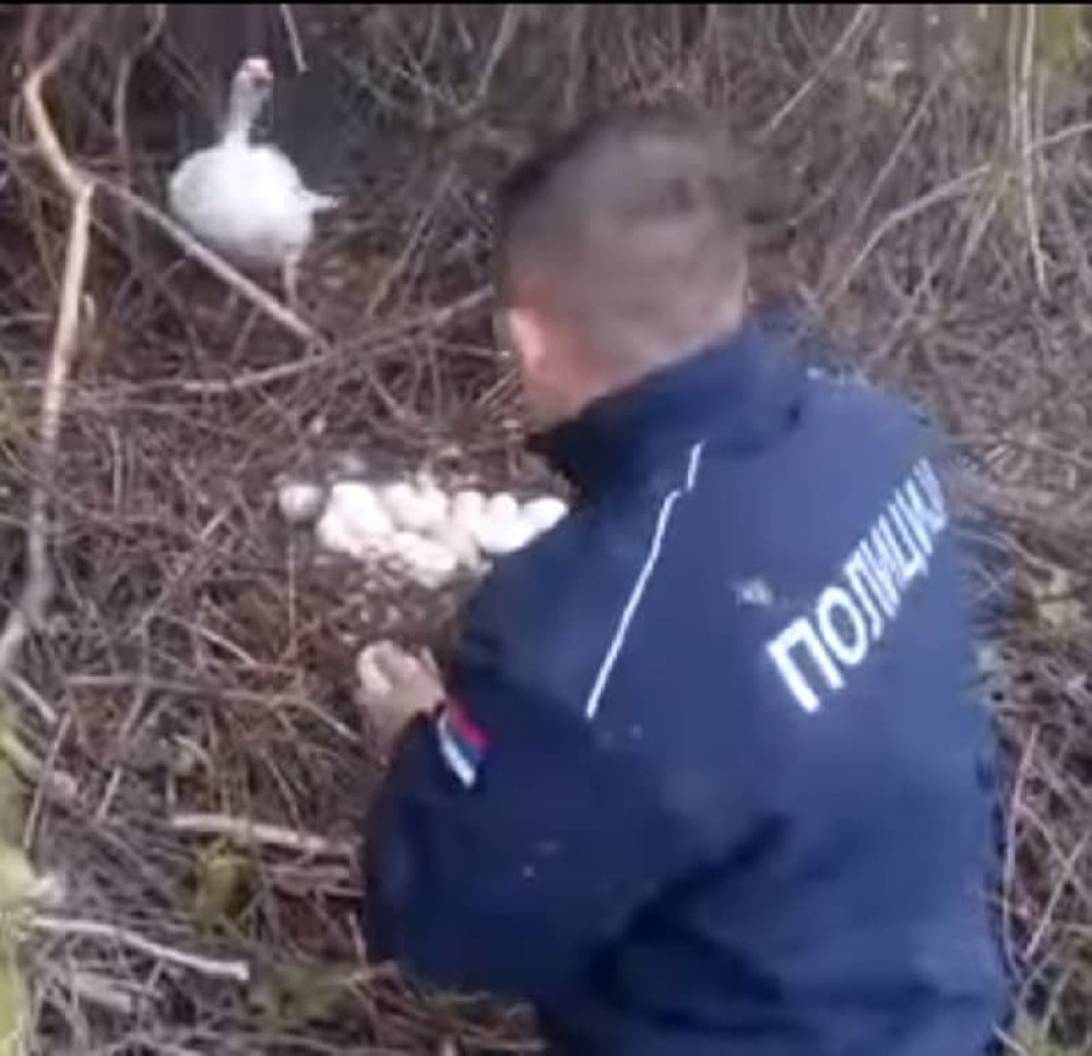 Rečna policija spasla guščja jaja (VIDEO)