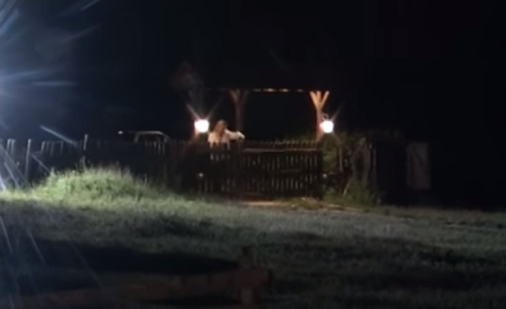 Vesna Zmijanac pobegla sa "Farme"! (VIDEO)