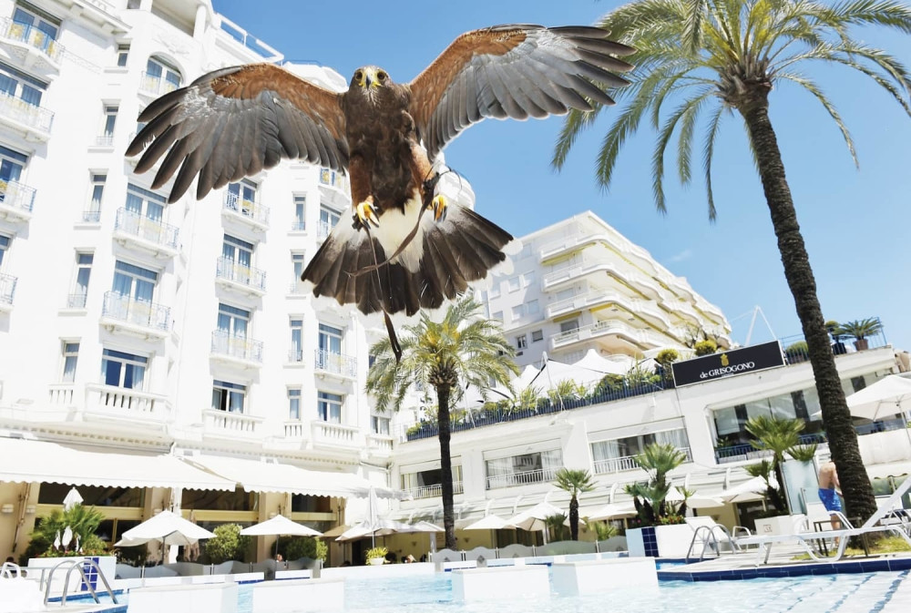 Jastrebovi čuvaju zvezde!