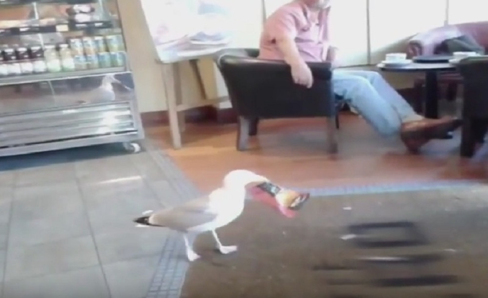 Galeb ukrao čips i otišao! (VIDEO)