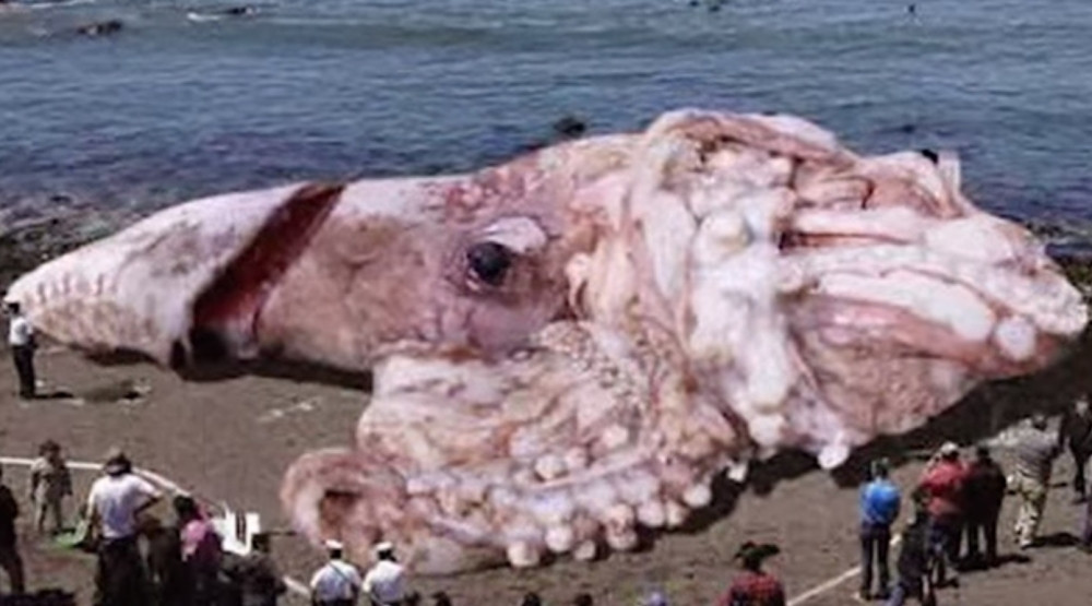 Nećete verovati da ove životinje postoje (VIDEO)