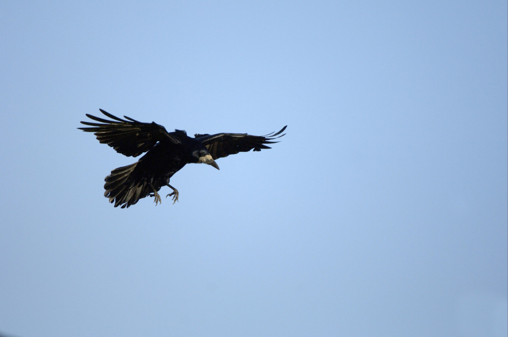 Vrane sve češće napadaju ljude na ulicama