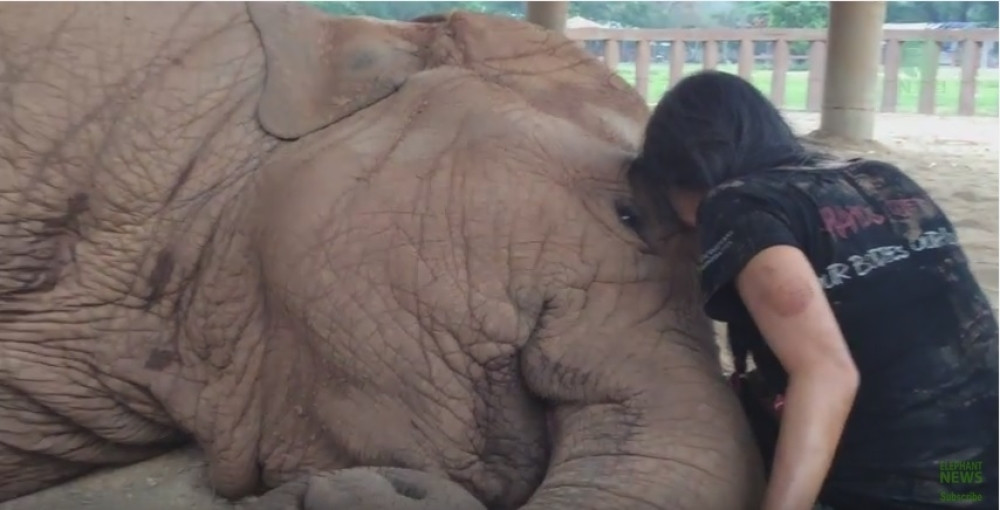 Uspavanka za slonicu