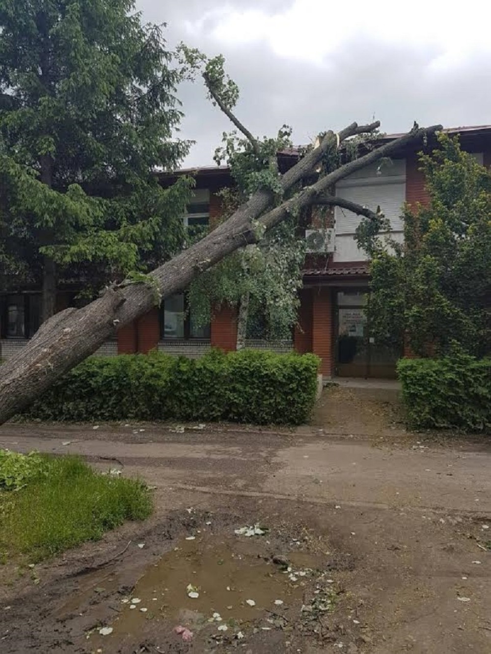 Drvo ubilo 12 vernika